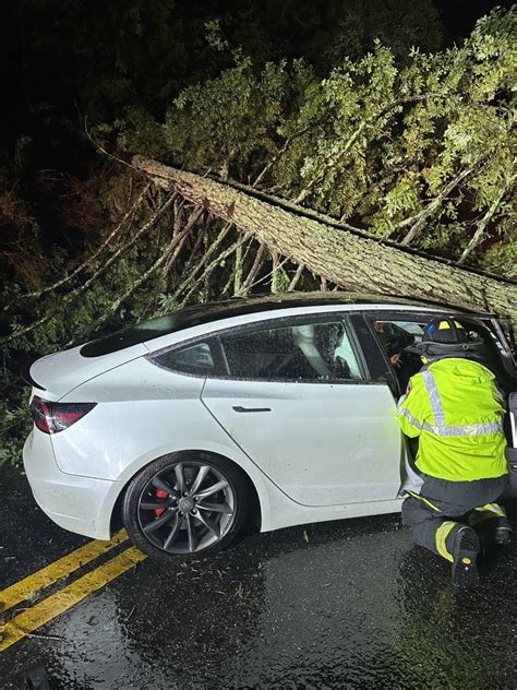 Tesla trapped under fallen tree during storm